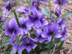 紫花地丁，清热解毒，凉血消肿。用于疔疮肿毒